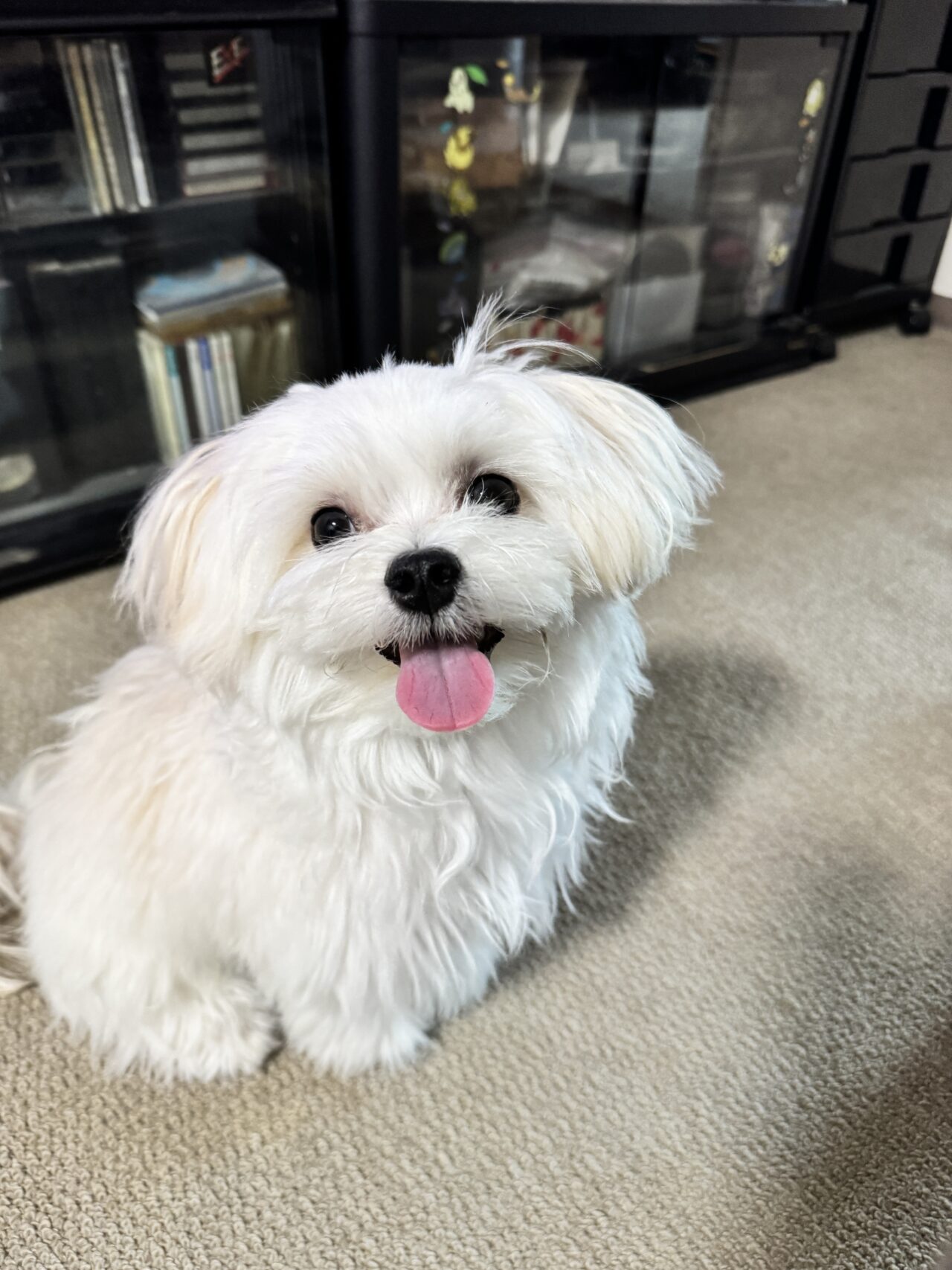 犬との暮らしに必要なものを一式ご紹介！！